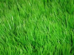 Land Parcel READY TO BUILD: 172 sq wah - Land - Pattaya East - East Pattaya